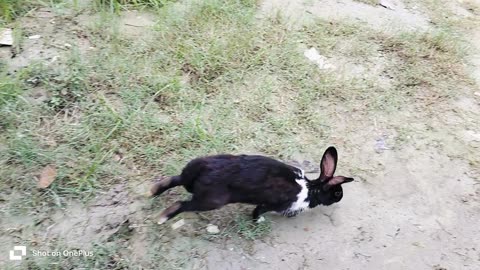 Rabbit eat grass