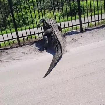 WARNING⚠️HUGH GATOR AT YOUR GATES🐊🐚🐈🐕🚸💫