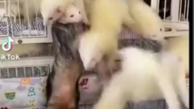 Ferrets funny moments😘Cute pets in action compilation. Crazy videos ferret. Animals Music #Shorts