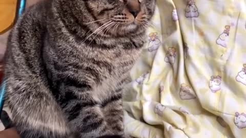 Cat's funny - cat's look sad
