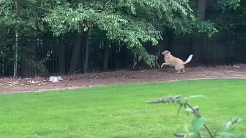 Happiness is not absence of problems #shorts #shortvideo #video #virals #videoviral