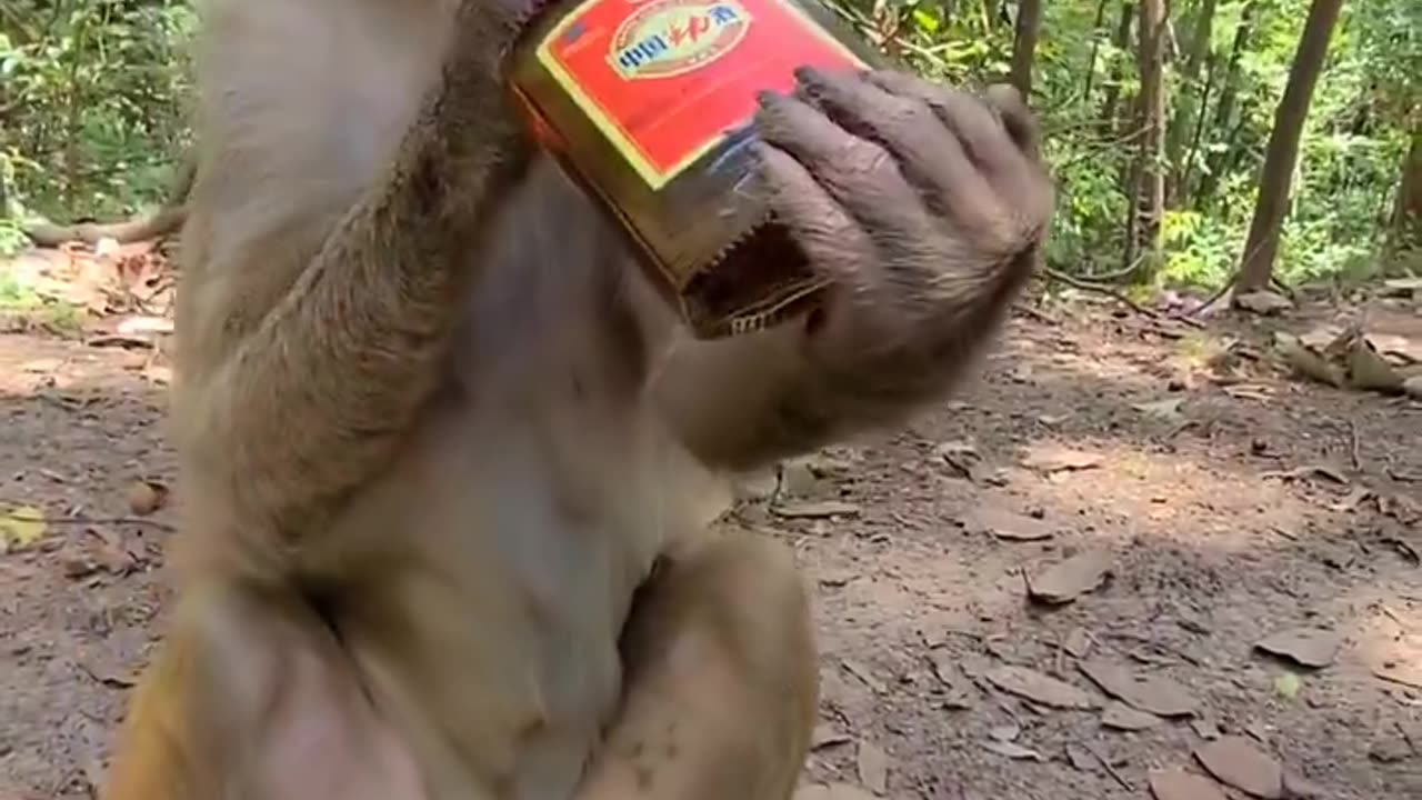 Monkey 🐒😂 funny video