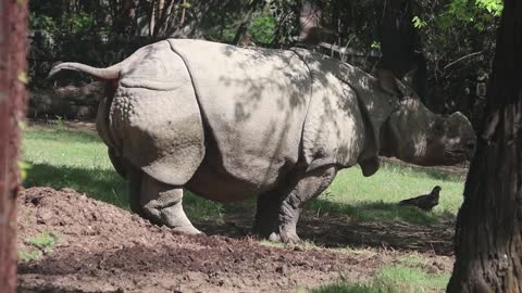 Rhino Pooping Explosion!