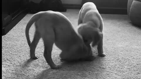 Puppy Wrestling Match