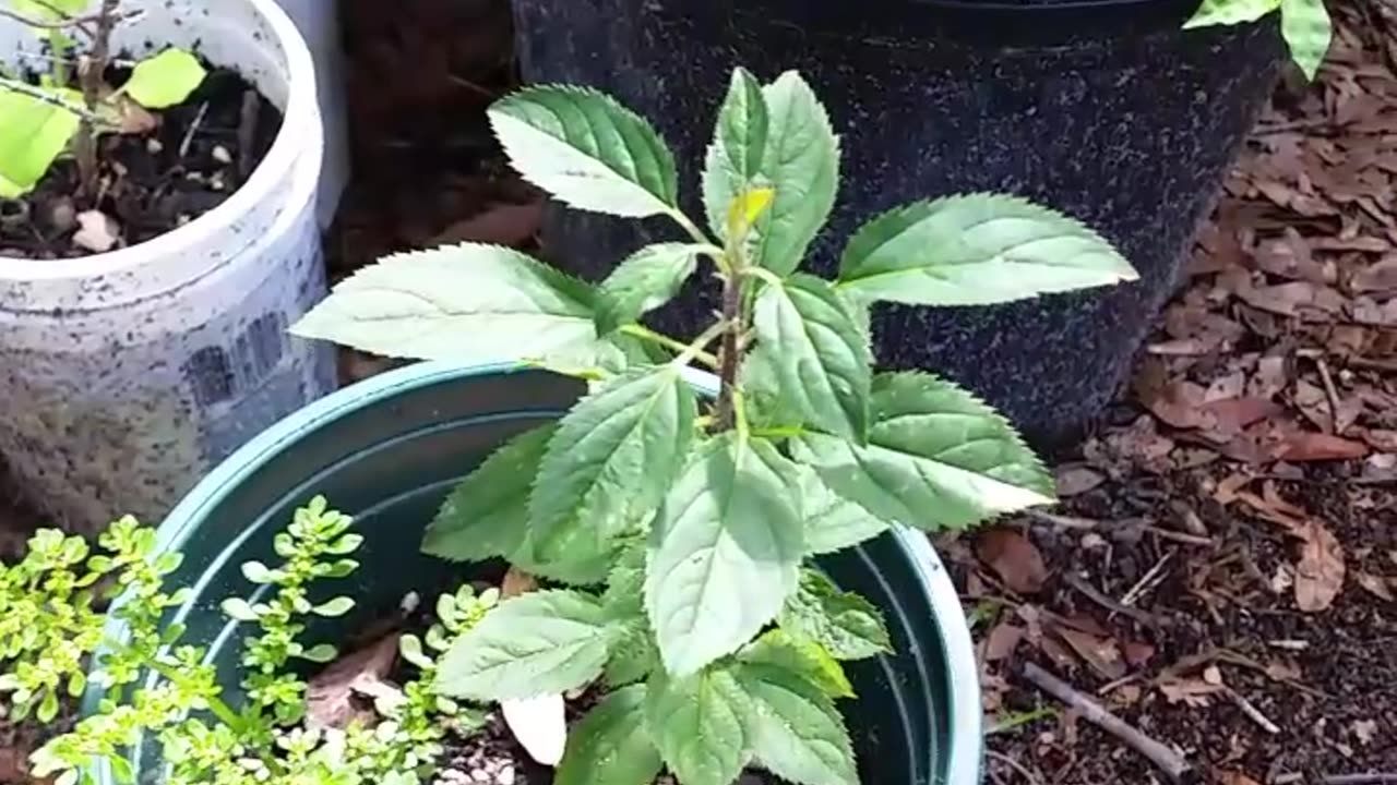 Apple Tree From Seed Sprouted In Apple