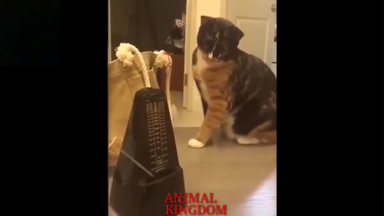Funny Cats and Dogs | Cats and Dogs compilation | Cute Cats and Dogs 🐕🐱 | Try Not to Laugh