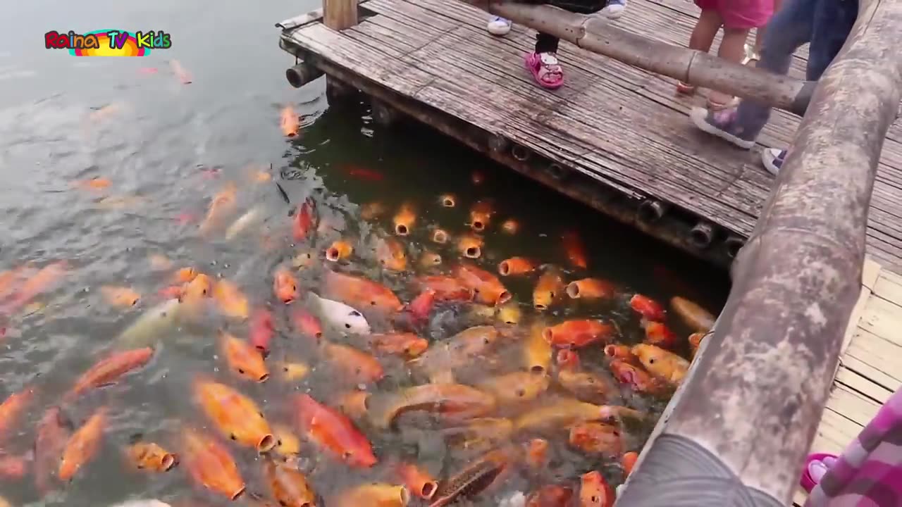 Seru Banget Memberi Makan Ikan Mas Yang Besar2