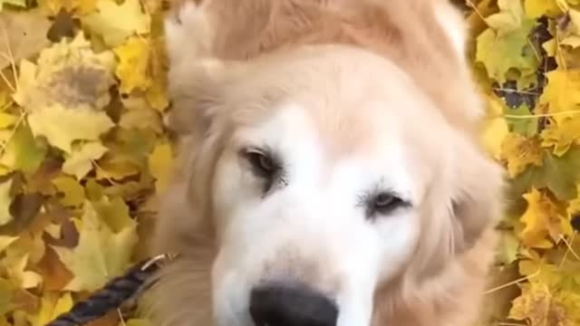 Happy PUPPY 🐶 Dancing 😻 So CUTE