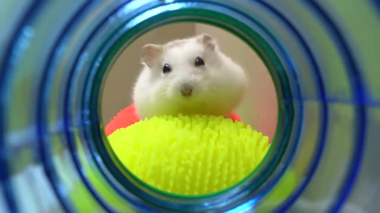 🐹 Hamster Escapes the Pop It Maze for Pets in real life 🐹 Homura Ham-8