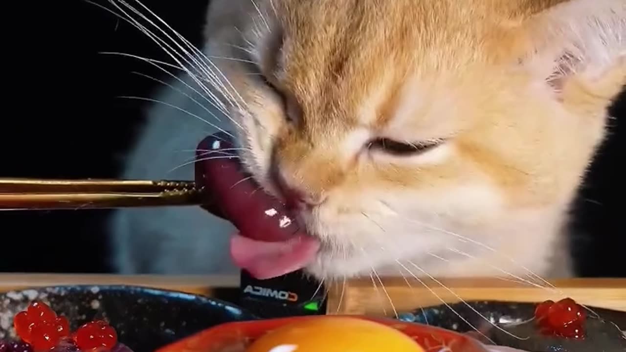 Cat Mukbang