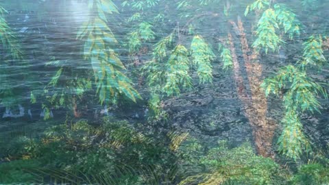 Forest Animation