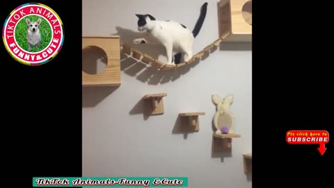 15 cat funy reels