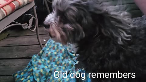 Old Dog remembers running