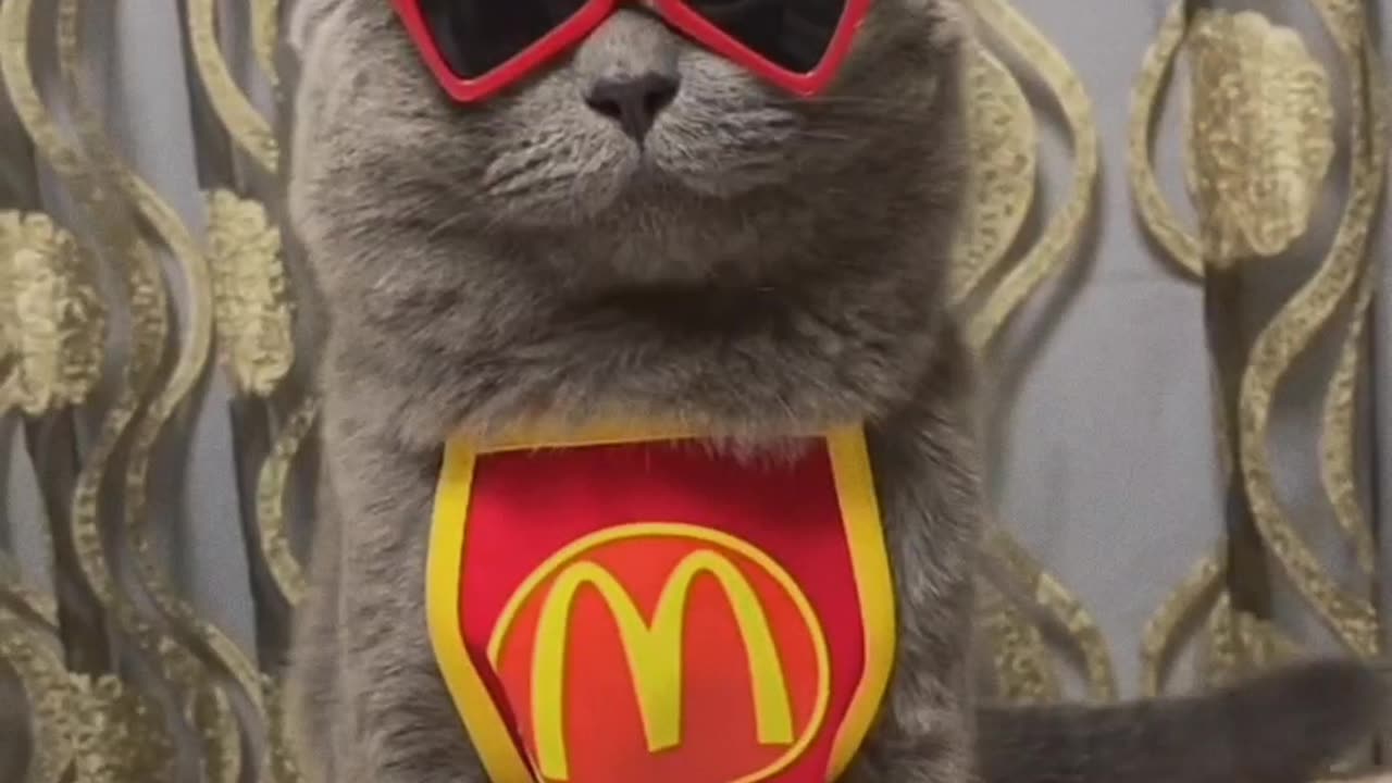 CAT'S STYLE