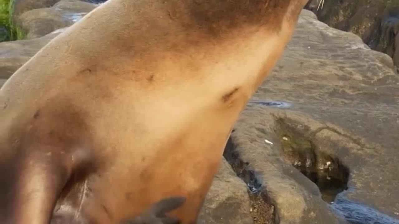 That Feeling When You Finally Scratch An Itch #shorts #viral #shortsvideo #video