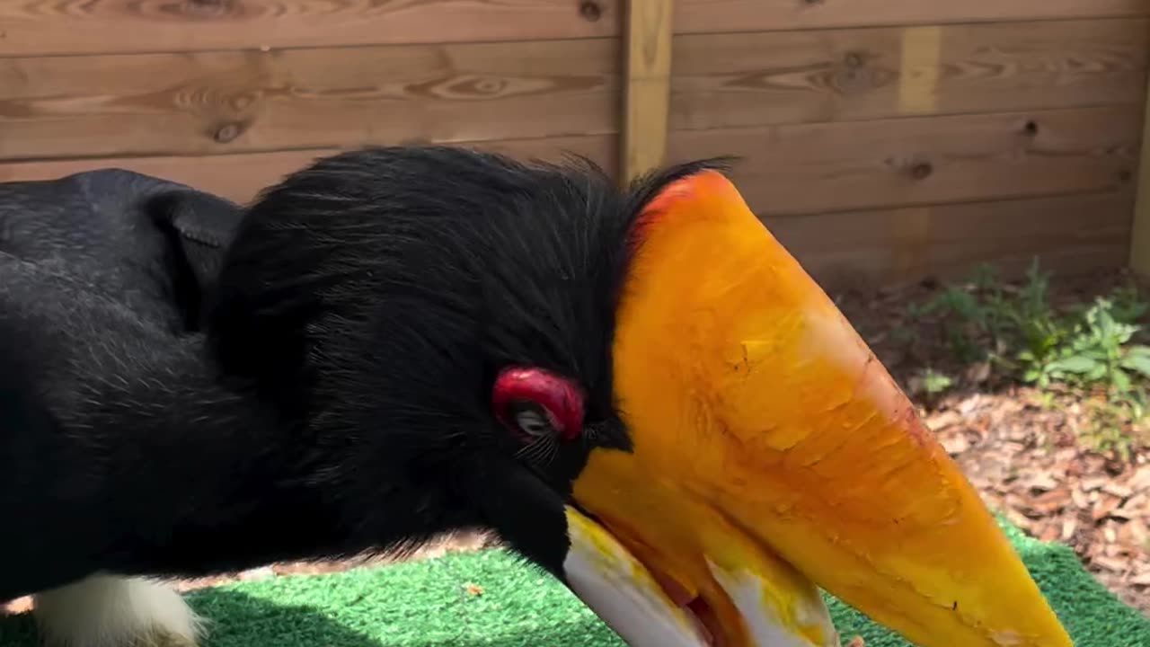 Raja, a rhinoceros hornbill, is picking out the favorite bits of a very healthy breakfast 😋