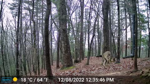 The Woods – 12/09/2022
