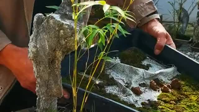 Tiểu cảnh mini đơn giản #bonsai