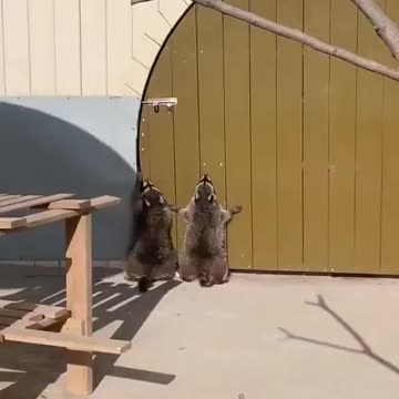 Two raccoons trying to open a door