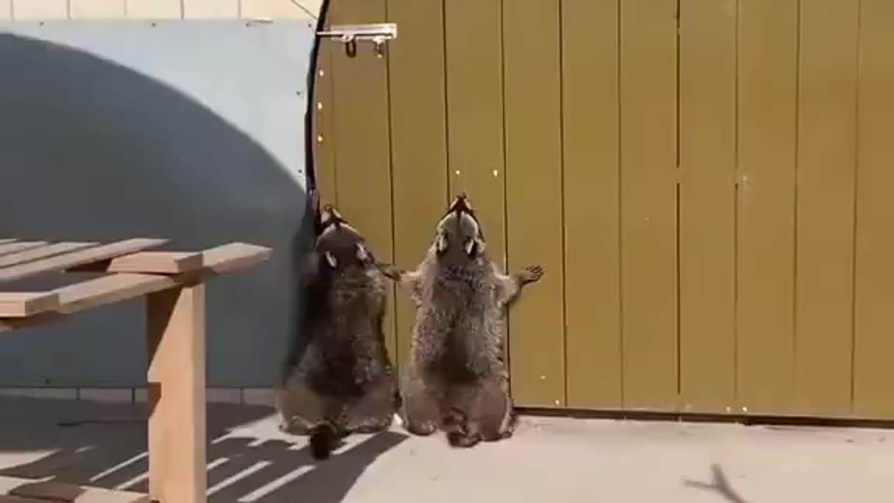 Two raccoons trying to open a door