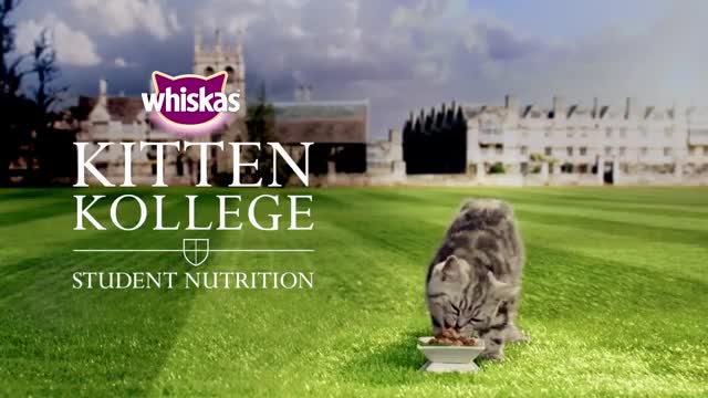 Ep.6 A Student Kittens Diet and Nutrition _ Kitten Kollege_1