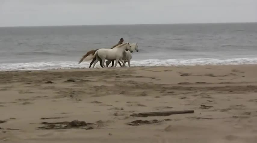 Horses at Liberty