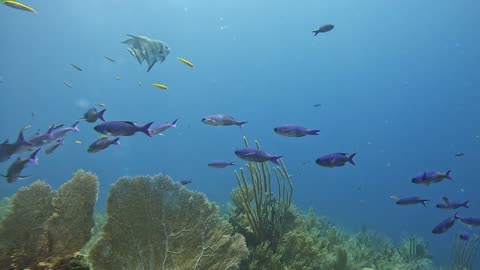 Schooling Atlantic Spadefish