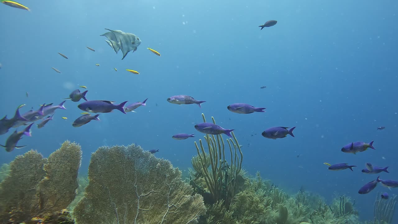 Schooling Atlantic Spadefish