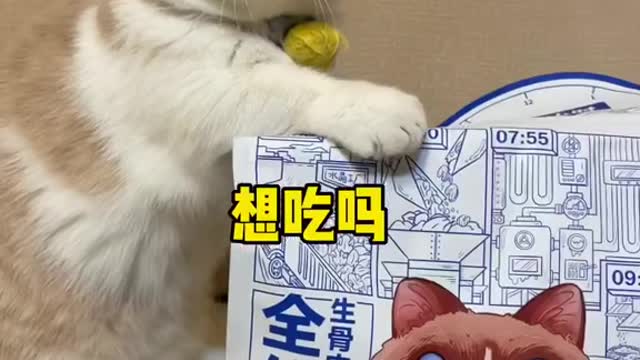 The cat is a cat
