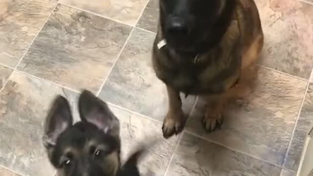 Dog teaching her puppy to sit is the cutest thing ever 😭