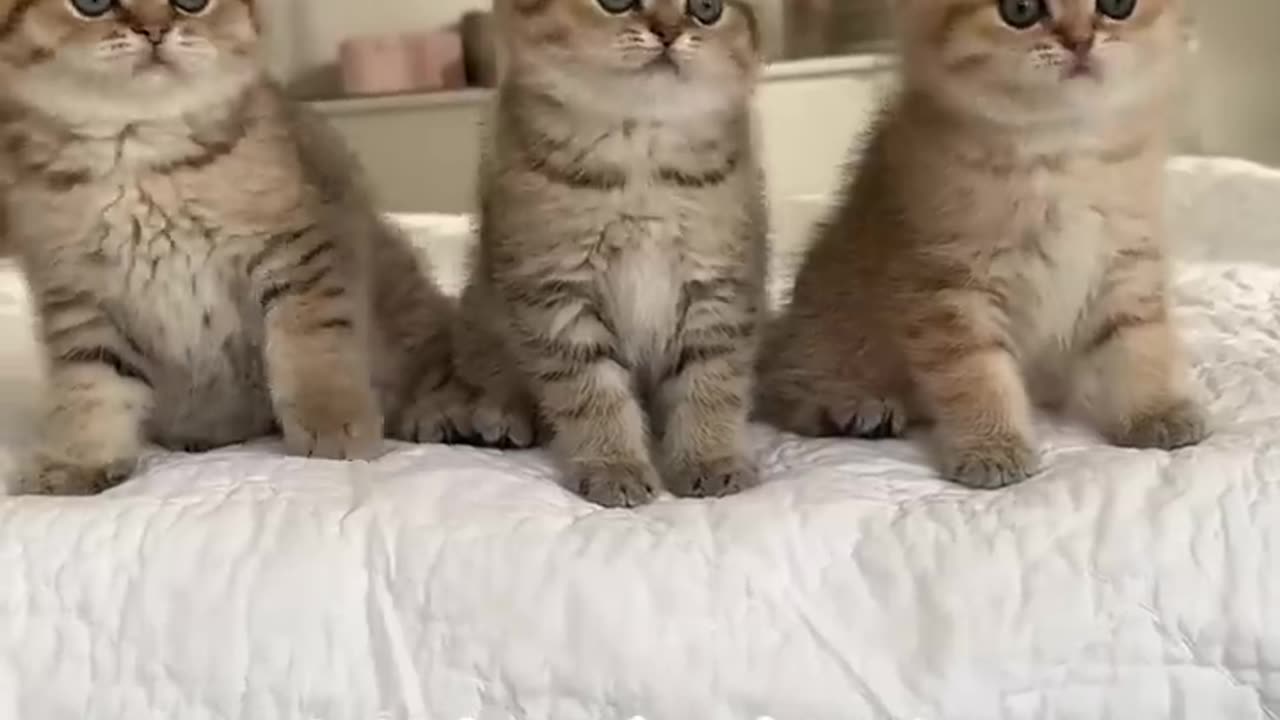 Kitten's dance