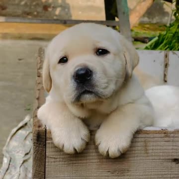 Cute puppy animal beautiful animals 😍😍 lover anamal