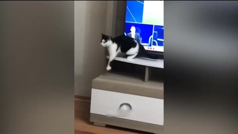 Cat funny video