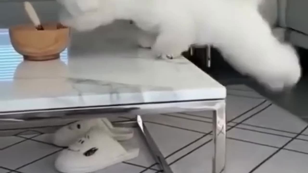 Funny Animal Videos funny dogs funny cats
