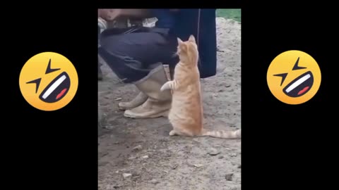 Cat funny video 😂 😻