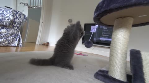 Adorable British Longhair kitten grows up to become huge cat