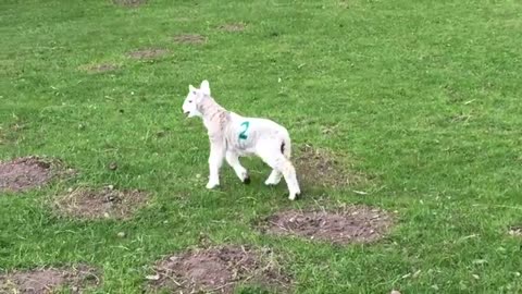 Cute baby lamb has a loud baa