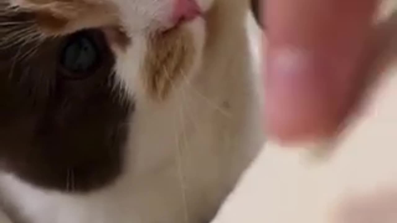 Cute cat 🐈 trending video