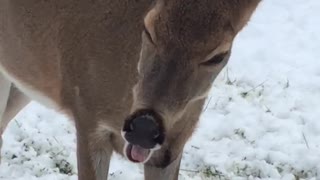 Deer yawns while lady talks to her