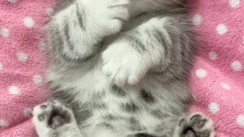 Cute Cats Videos tiktok 😍😍