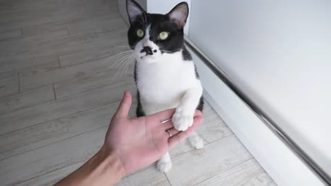 How I Trained My Cats