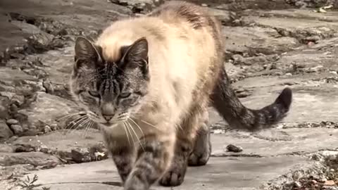 Cat 🐈 funny 😄 and cute small cat video 📹