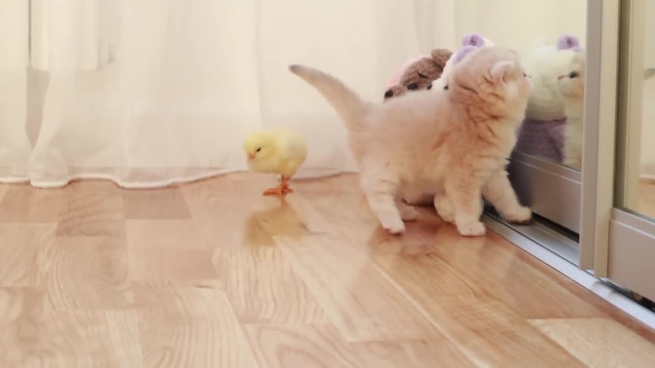 kittens walk