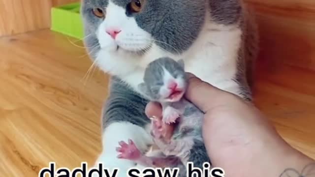 Cute and Funny Cat Videos #5