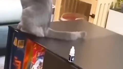 Funny Cats videos😜😅 😂 🤣