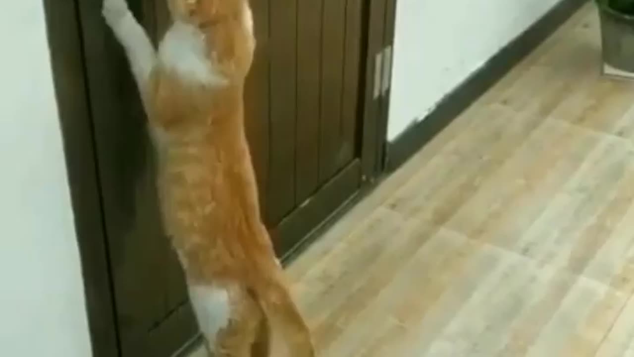 Funny animal video