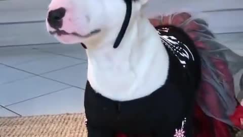 Cute baby dogs