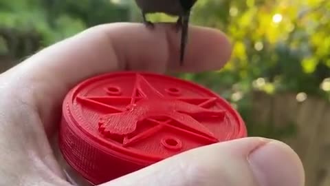 How to BEFRIEND a HUMMINGBIRD