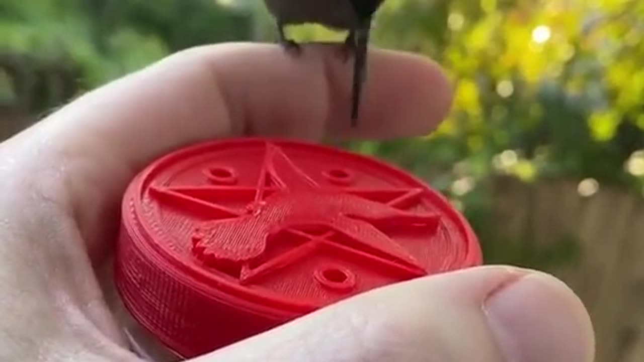 How to BEFRIEND a HUMMINGBIRD