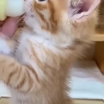 #cat #cats #catlover #catvideos #catlovers #catshorts #funny #funnyvideo #funnyshorts #funnyvideos #funnycat #cute #cutecat #fyp #fypシ